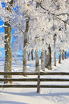 Tree with hoarfrost