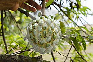 At Tree Holding Stem Of Sweetsop Annoma Squamosa