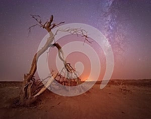 A tree holding up in the dry Arabian desert