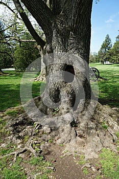 Tree hole or tree hollow