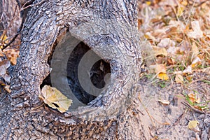 Tree with a Hole in the Trunk