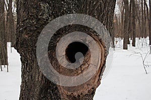 Tree with a hole in the trunk hollow in winter