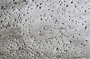 Tree with holes and grit in them on the beach close