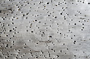 Tree with holes and grit in them on the beach close