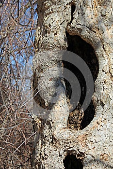 Tree with hollow cavity