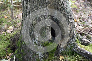 Tree hollow with moss and two bright objects inside resembling eyes