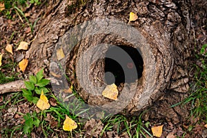 Tree hollow in the old moss-covered stump
