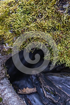 Tree hollow in the old moss-covered stump, located in a large forest, close, Background