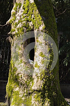 A tree hollow in an old, moss-covered tree trunk located in a large forest, close, in the background.