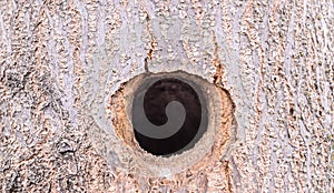 Tree home made by woodpecker, close up