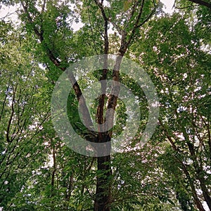 Tree hope for our future