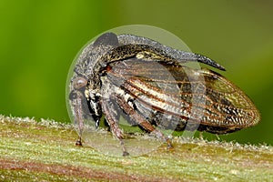 Tree hopper (Centrotus cornutus)