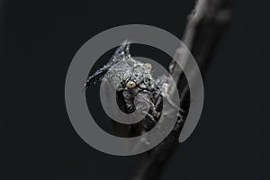 Tree Hopper sit on a branch