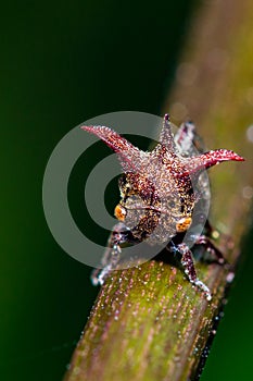 Tree Hopper