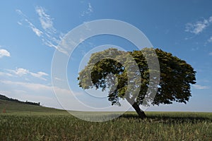 Tree horizon lonely landscape sky solitude