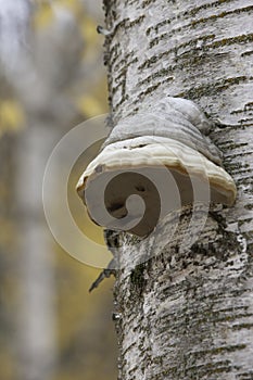 Tree with horse hoof mushroom.