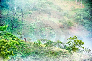 Tree and horse in mist at Doi angkhang Thailand