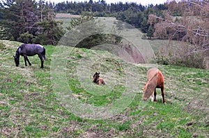 Tree horses