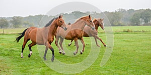 Tree horses in morning fog