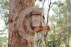 Tree house for bird