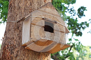 Tree house for birds