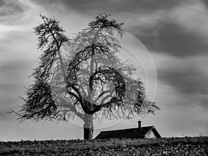 Tree and house on field at black and white photo