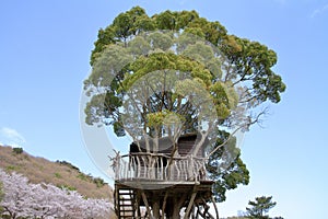 Tree house in Higashi izu photo