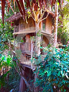 Tree house in jungle on the mountain