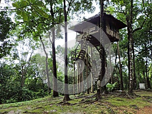 Tree house in jungle.Tarzan style