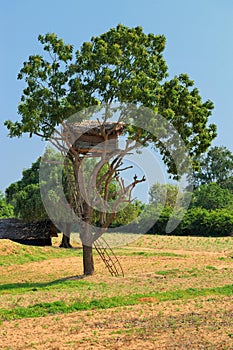 Tree House