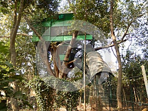 Tree house for recreation, holiday home and fun photo