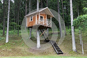 Tree house