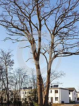 tree and houses