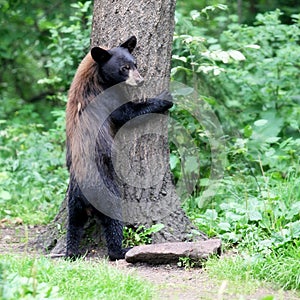 Tree Hugger black bear photo