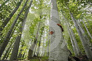 Tree hugger img