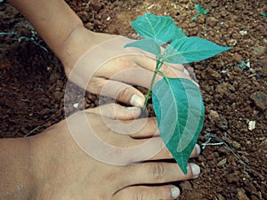Tree in human hand,environmental concept