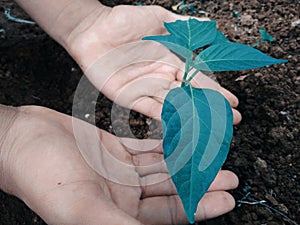 Tree in human hand,environmental concept photo