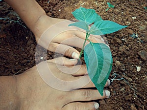 Tree in human hand,environmental concept photo