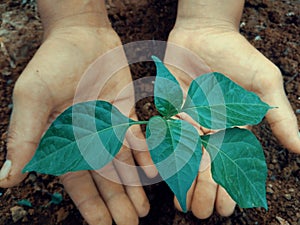 Tree in human hand,environmental concept photo