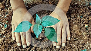 Tree in human hand,environmental concept