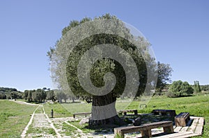 Tree of hundreds of years old in Alacati