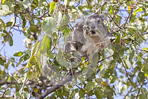 Tree Hyrax