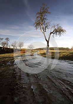 Tree in ice road