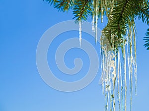 Tree, icicle and leaves in winter nature with blue sky background and environment closeup. Garden, ice and leaf outdoor