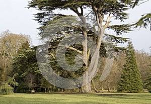 Tree in the Ickworth house garden