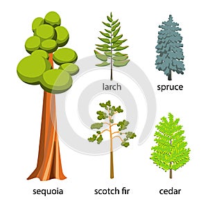 Tree icon set - Coniferous Trees cartoon illustration. Flat Coniferous Trees collection: big sequoia, spruce, larch, scotch fir an photo