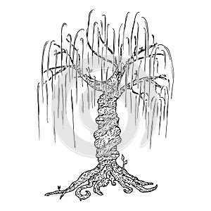 Tree icon. Vector illustration big tree willow. Hand drawn weeping willow tree