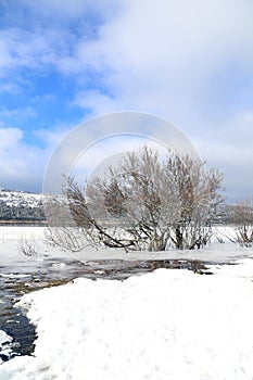 Tree in an icy lake in winter