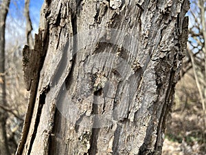 Tree ID: Bark. Black Willow (Salix Nigra)