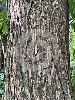 Tree ID, Bark. Honduran Mahogany. Swietenia macrophylla